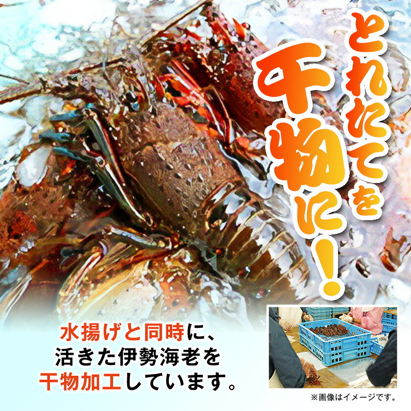【ふるさと納税】伊勢海老の干物200g×2尾_ 美味しい 人気 高級 伊勢海老 エビ 干物 海鮮 【配送不可地域：離島】【1607616】 f122386-isumi-10000737 千葉県いすみ市 サンプル画像2