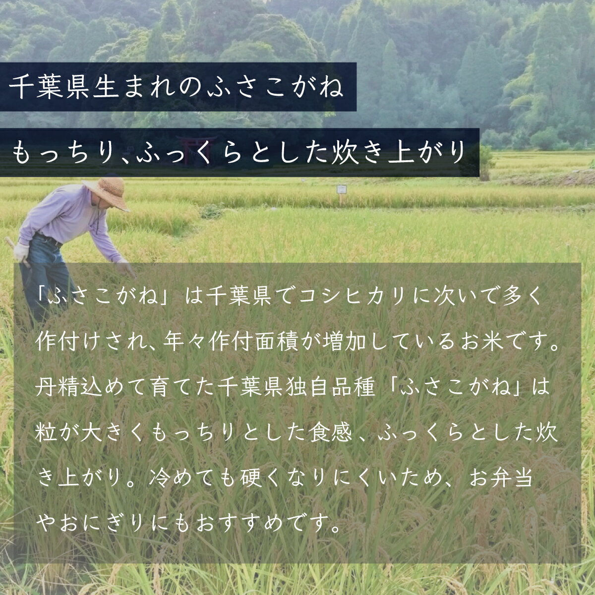 【ふるさと納税】千葉県産「ふさこがね」20kg（5kg×4袋）ふるさと納税 米 20kg 千葉県産 大網白里市 ふさこがね 精米 こめ 送料無料 A005