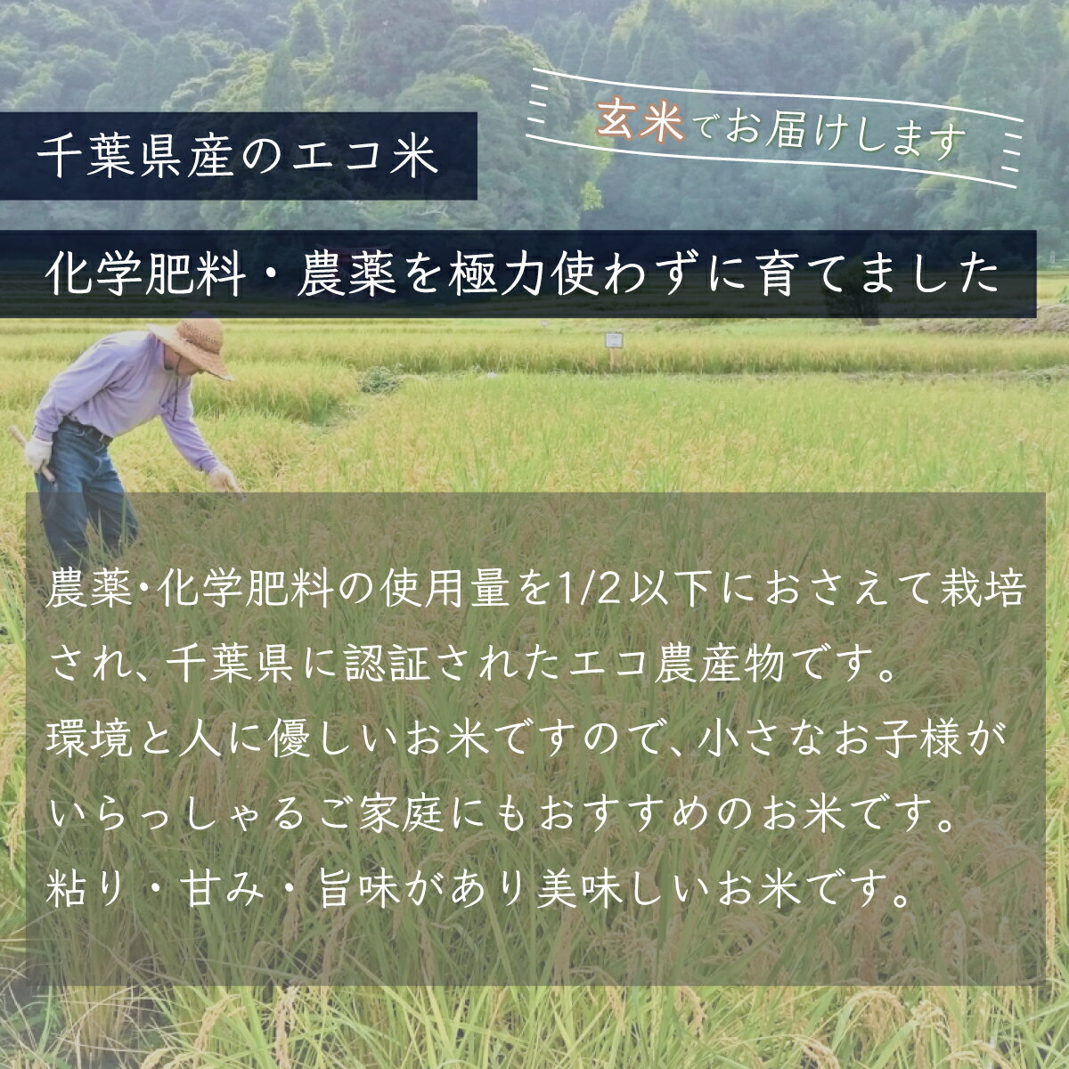 【ふるさと納税】＜3ヶ月定期便＞千葉県産エコ米「コシヒカリ」玄米5kg×3ヶ月連続 計15kg ふるさと納税 玄米 定期便 5kg コシヒカリ エコ米 米 千葉県 大網白里市 送料無料 A018