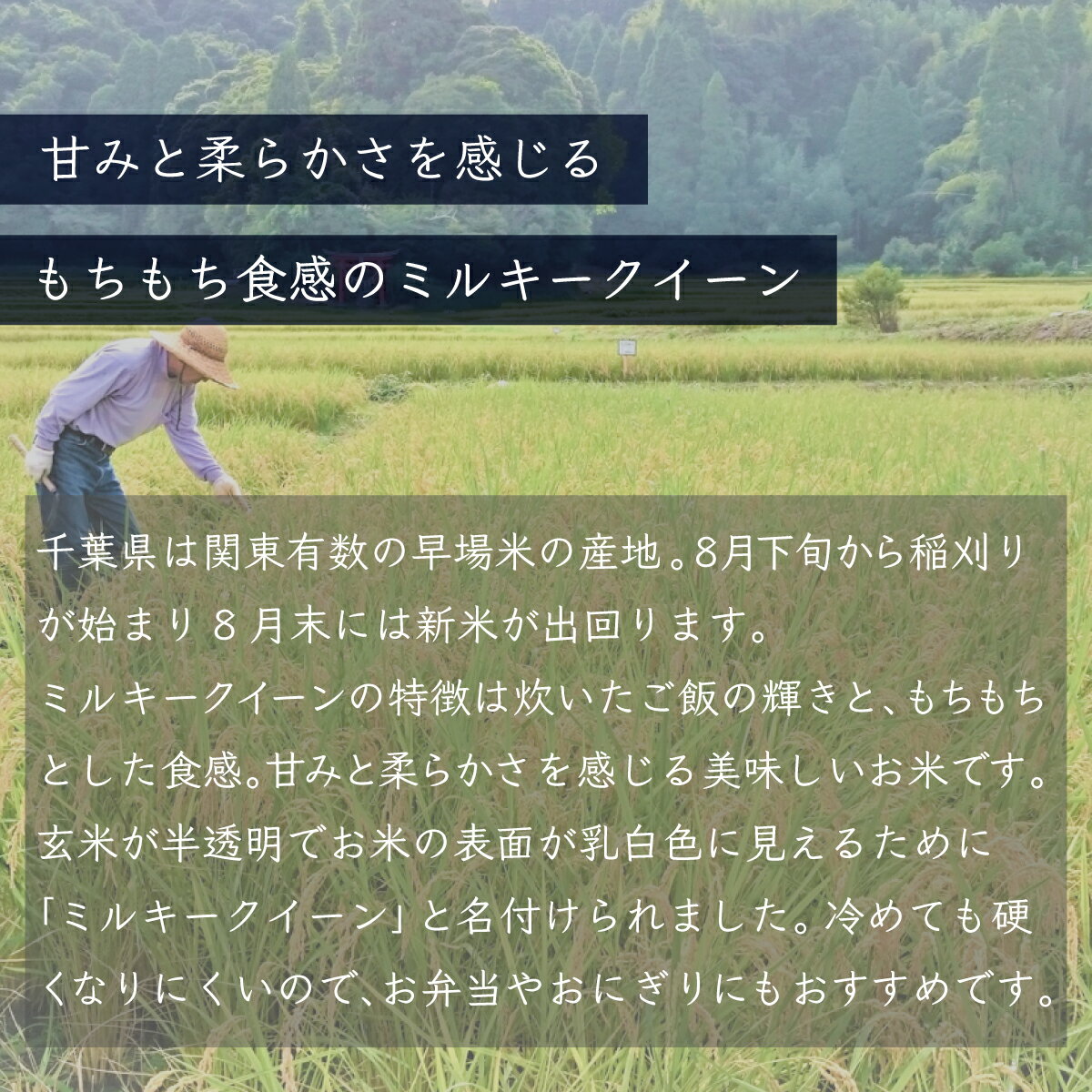 【ふるさと納税】令和5年産 千葉県産「ミルキークイーン」10kg（5kg×2袋） お米 10kg 千葉県産 大網白里市 ミルキークイーン 米 精米 こめ 送料無料 A007