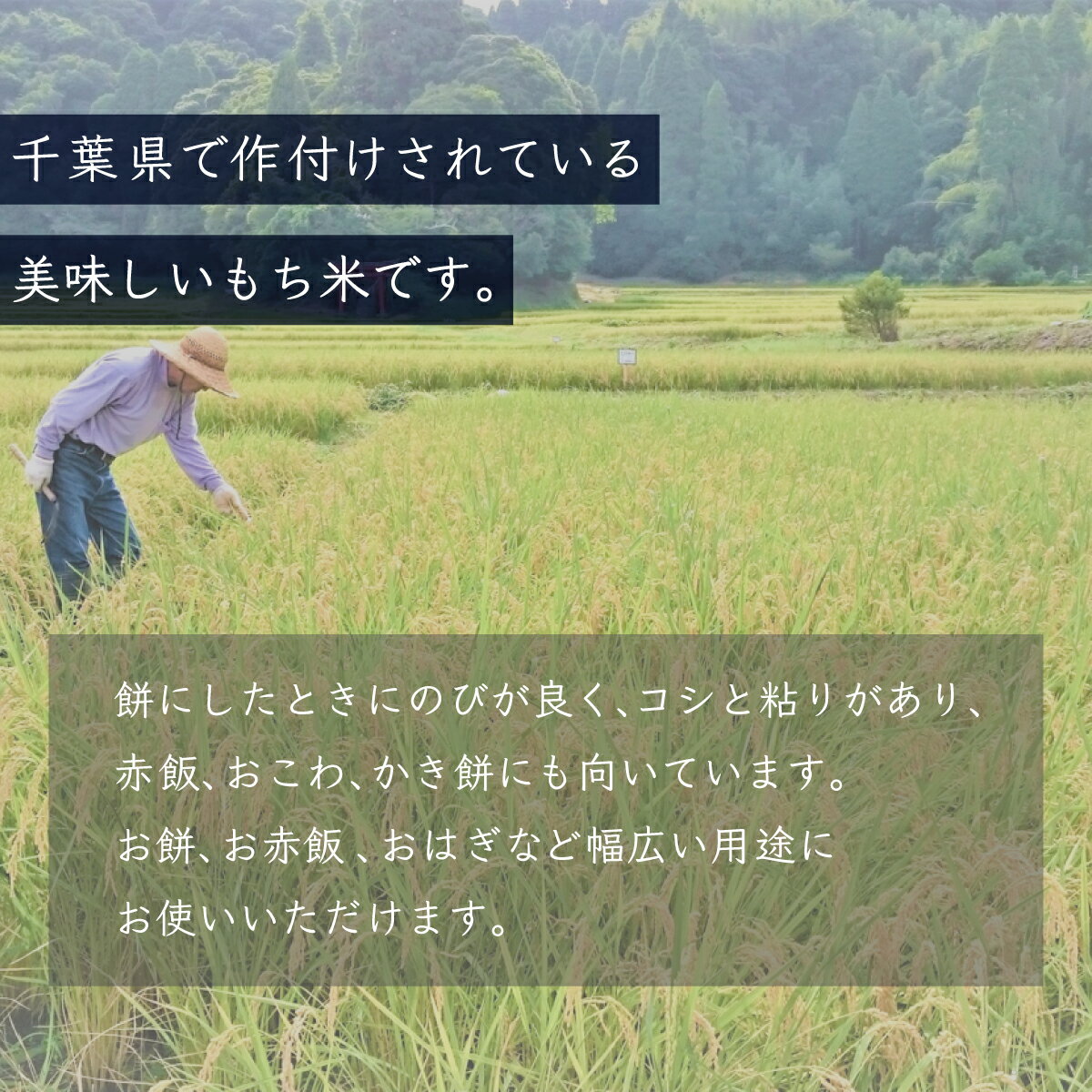 【ふるさと納税】令和5年産 千葉県産「もち米」10kg（5kg×2袋） もち米 10kg 千葉県産 大網白里市 送料無料 A010