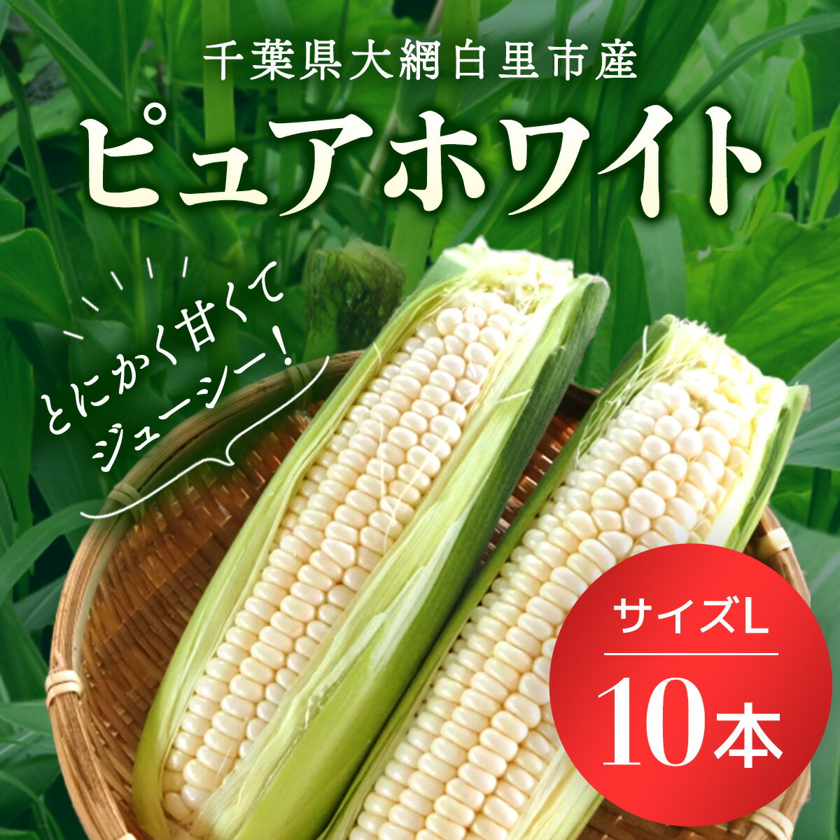 【ふるさと納税】 【数量限定！6月下旬より順次発送】千葉県産　トウモロコシ　ピュアホワイト　サイズL 10本 ふるさと納税 トウモロコシ 白いトウモロコシ とうもろこし 千葉県 大網白里市 AQ001