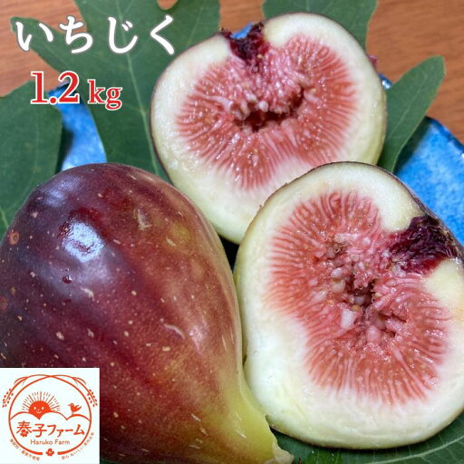 【ふるさと納税】《2025年8~10月発送》いちじく(桝井ドーフィン) 1.2kg 【ふるさと納税】《2025年8~10月発送》いちじく(桝井ドーフィン) 1.2kg