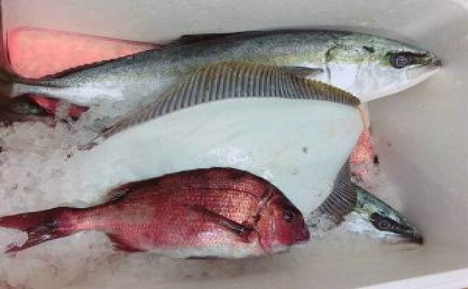 【ふるさと納税】釣り 千葉 九十九里 海づりセンター 半日券 男性用 体験 チケット 20匹釣り放題 海釣り 釣り堀 高級魚 旅行 アクティビティ アウトドア スポーツ ギフト券 券 体験チケット 釣り竿 釣竿 竿 釣り餌 レンタル 釣 千葉県 九十九里町 f124036-kujukuri-10000098 千葉県九十九里町 サンプル画像3