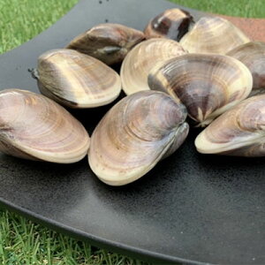 【ふるさと納税】はまぐり 千葉 九十九里産 天然はまぐり 1.5kg 貝 海鮮 海産物 海の幸 魚介 魚介類 水産 水産物 はまぐり鍋 バーベキュー BBQ お吸い物 国産 天然 ハマグリ 蛤 絶品九十九里の”味” 産地直送 冷蔵 冷蔵配送 千葉県 九十九里 九十九里町