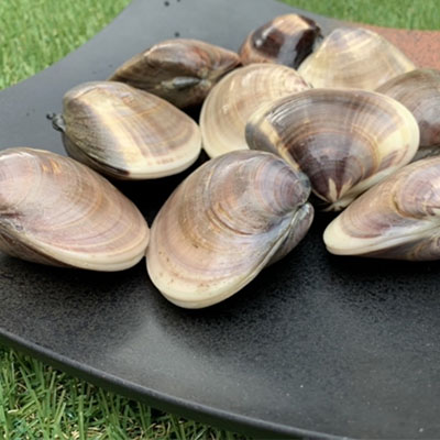 【ふるさと納税】はまぐり 千葉 九十九里産 天然はまぐり 3.5kg 貝 海鮮 海産物 海の幸 魚介 魚介類 水産 水産物 はまぐり鍋 バーベキュー BBQ お吸い物 国産 天然 ハマグリ 蛤 絶品九十九里の”味” 産地直送 冷蔵 冷蔵配送 千葉県 九十九里 九十九里町