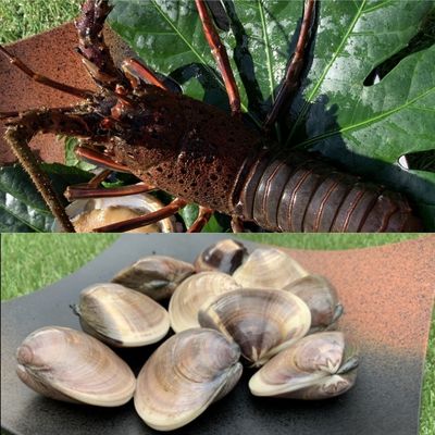【ふるさと納税】漁師が選ぶ爆漁セット(伊勢海老、天然蛤大)冷凍 海鮮 魚貝類 魚介類 イセエビ はまぐり BBQ バーベキュー 海の幸 産地直送