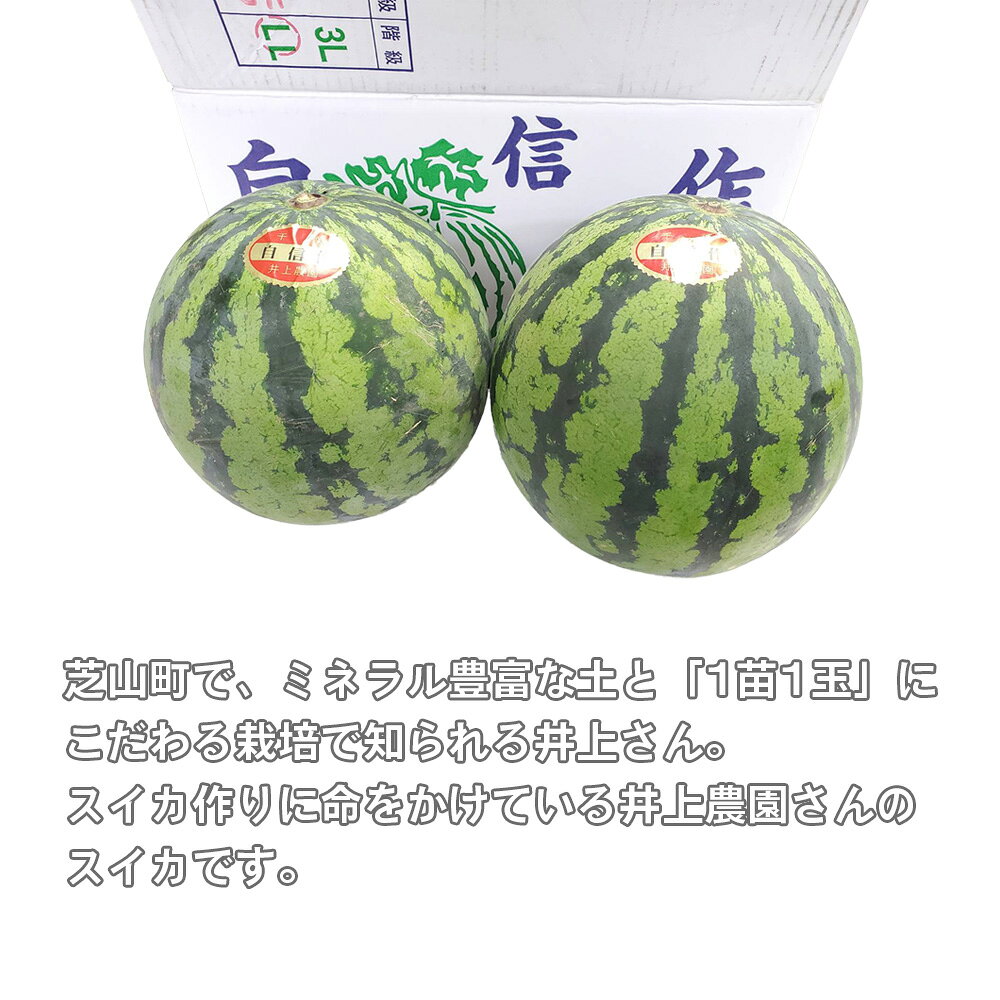 【ふるさと納税】 井上さんの西瓜「自信作（赤肉スイカ）」2Lサイズ以上2玉 ／ スイカ すいか 西瓜 2L 完熟 糖度 高糖度 甘い シャリ感 果物 フルーツ 旬 産地直送 お取り寄せ 贈答 ギフト 暑中見舞い 夏休み デザート 送料無料 千葉県 No.012