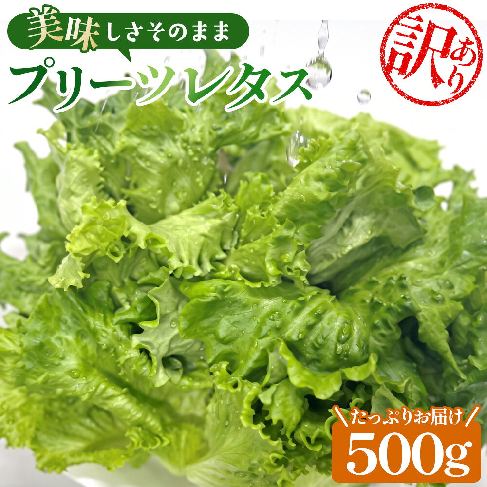 [訳あり]不揃いのレタスたち(プリーツレタス)500g×1袋 / 野菜 緑黄色野菜 βカロテン シャキシャキ 食感 サラダ 送料無料 千葉県 不揃いレタス 野菜 サラダ用 野菜素材 シャキシャキ ふんわり 食感 新鮮 葉物野菜 食卓素材 野菜ストック No.013