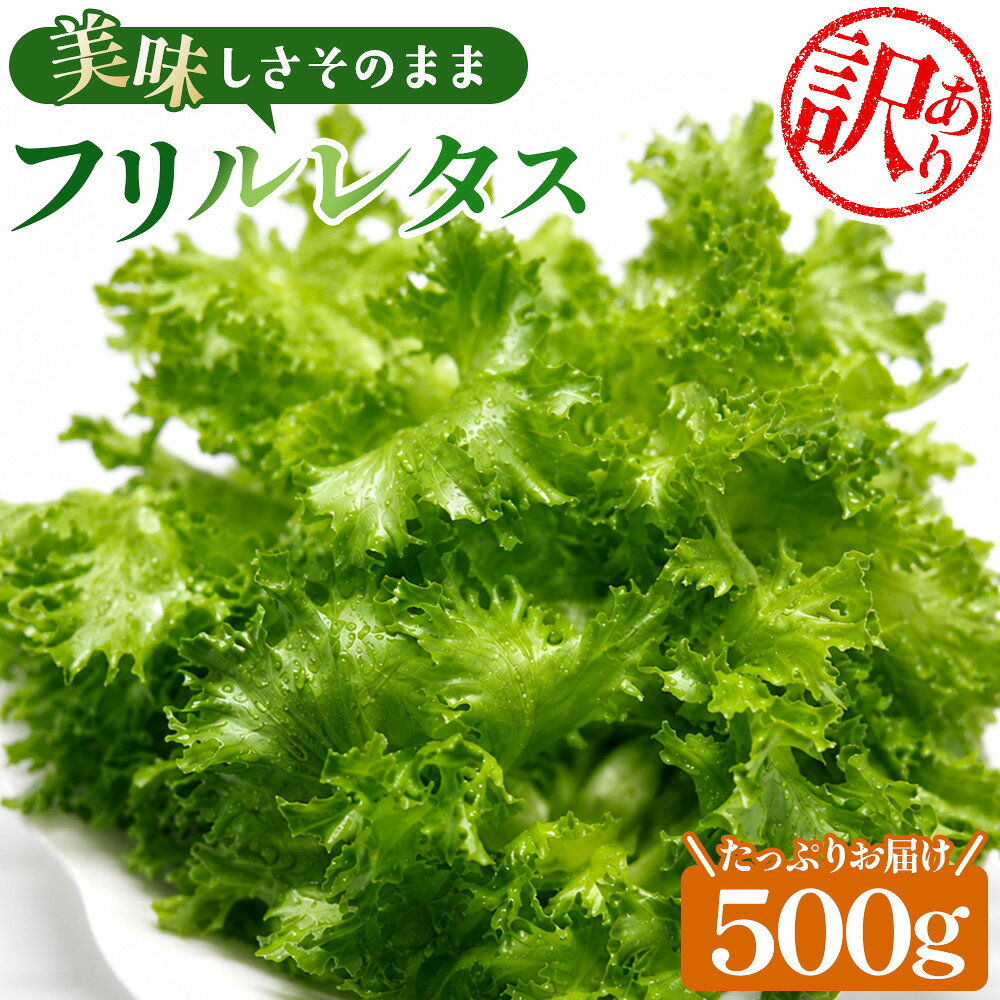 [訳あり]不揃いのレタスたち(フリルレタス)500g×1袋 / 野菜 緑黄色野菜 βカロテン シャキシャキ 食感 サラダ 送料無料 千葉県 不揃いレタス 野菜 サラダ用 野菜素材 シャキシャキ ふんわり 食感 新鮮 葉物野菜 食卓素材 野菜ストック No.014