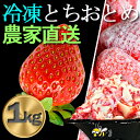 【ふるさと納税】産地直送だから苺本来の美味しさ!BELL FARMの冷凍 いちご1kg 収穫当日冷凍の苺1kg【配送不可地域:離島】【1230635】