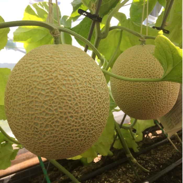 高級マスクメロン 千葉アクアメロン 2玉 2L〜3Lサイズ 千葉県産 化粧箱入り 生産者直送