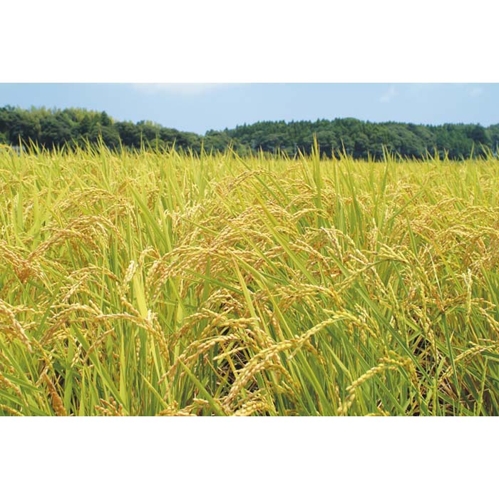 【ふるさと納税】 令和7年産 むつざわ米 こしひかり5kg F21G-102