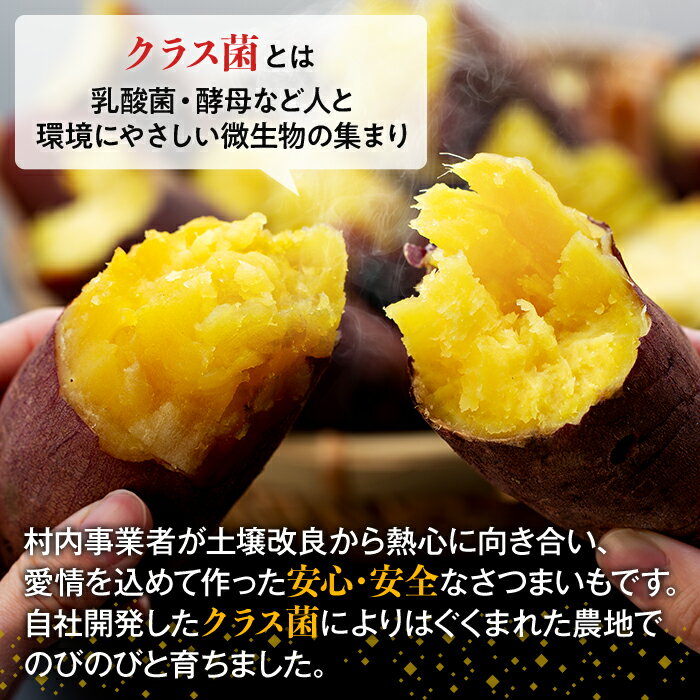 【ふるさと納税】長生村産生さつまいも 紅はるか 5〜10kg