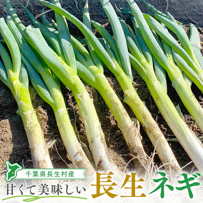 ネギ（1〜3kg）薬味 鍋 ラーメン 炒め物 ふるさと 納税 千葉県 長生村
