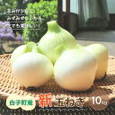 白子 【ふるさと納税】【令和6年の先行予約募集・数量限定】生で食べても美味しい！白子産の新玉ねぎ10kg ふるさと納税 たまねぎ 玉ねぎ 白子玉ねぎ スライス サラダ 健康 味噌汁 数量限定 先行予約 令和6年発送 2024年発送 千葉県 白子町 送料無料 SHK001