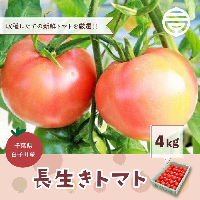 【ふるさと納税】令和4年10月1日から10月末発送予定 トマト とまと 長生トマト ながいき 長生 4kg 千葉県 産地 直売 直送