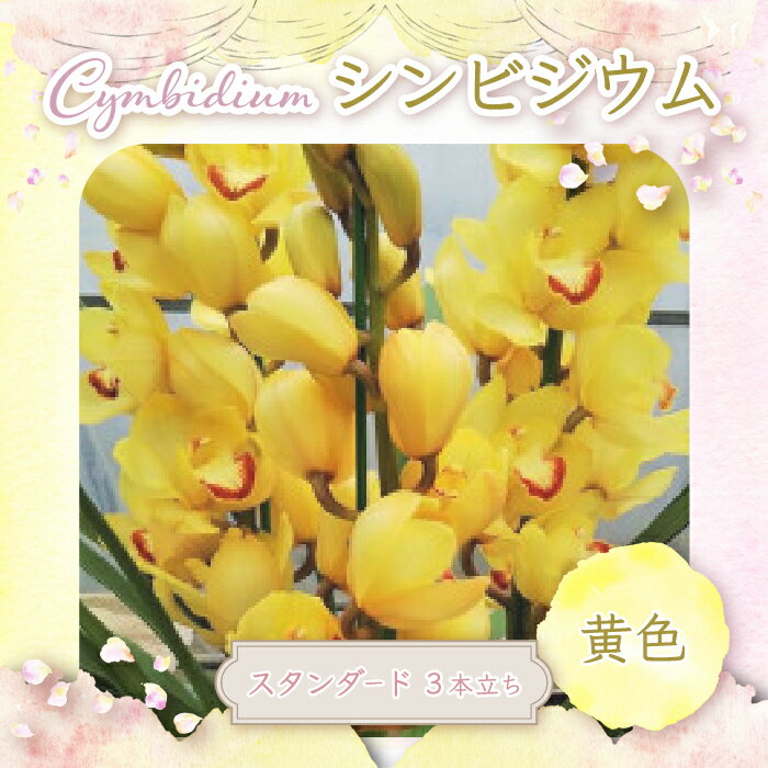 6位! 口コミ数「5件」評価「4.6」【先行予約 2024年11月発送】千葉県白子産 洋ラン黄色（スタンダード）シンビジウム ふるさと納税 洋ラン らん 蘭 シンビジウム スタン･･･ 