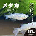 【ふるさと納税】メダカ 魔王 改 10匹セット / ふるさと納税 めだか メダカ 魔王 改 魔王改 まおうかい ブラックラメメダカ 虹色 ラメ 神秘的 淡水魚 鑑賞魚 飼育 千葉県 長南町 CNT005