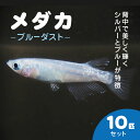 【ふるさと納税】メダカ ブルーダスト 10匹セット / ふるさと納税 めだか メダカ ブルーダスト 淡水魚 鑑賞魚 飼育 千葉県 長南町 CNT001