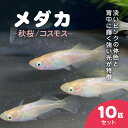 【ふるさと納税】メダカ 秋桜(コスモス) 10匹セット / ふるさと納税 めだか メダカ 秋桜 コスモス 淡水魚 鑑賞魚 飼育 千葉県 長南町 CNT002