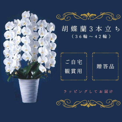 「喜びの、おひざもと。」胡蝶蘭　3本立ち（36輪～42輪）（配達エリア：千葉県全域・東京都23区・神奈川県（横浜市・川崎市）限定）