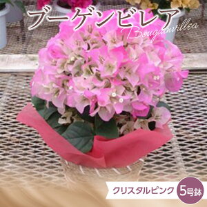 【ふるさと納税】 ≪先行予約≫産地直送 石井園芸オリジナル ブーゲンビレア クリスタルピンク5号鉢(鉢横幅約15cm) 2026年4月下旬より順次発送 花 フラワー 植物 記念日 誕生日 お祝い ギフト プレゼント ブーゲンビリア F22X-035