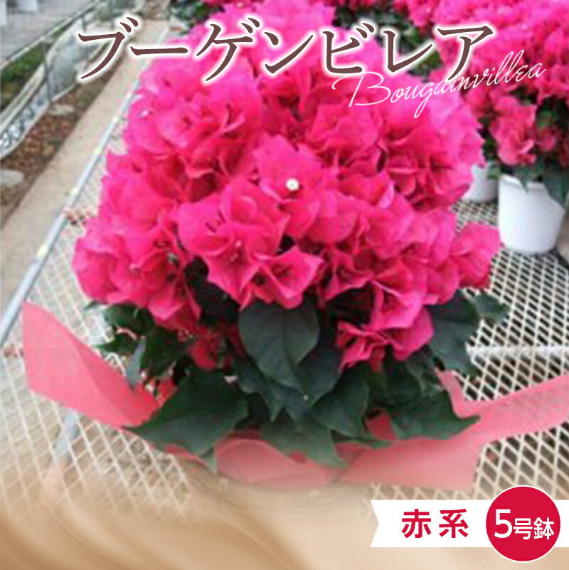 【ふるさと納税】 ≪先行予約≫産地直送 ブーゲンビレア 赤系 5号鉢（鉢横幅約15cm） 2025年4月下旬より順次発送 花 フラワー 植物 記念日 誕生日 お祝い ギフト プレゼント ブーゲンビリア F22X-036のサムネイル