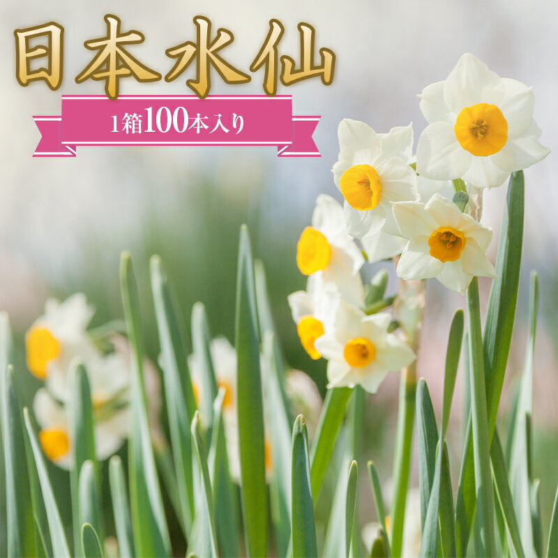 3位! 口コミ数「0件」評価「0」日本水仙（生花）1箱100本入り 花束 ギフト 植物 花 産地直送 千葉県 鋸南町 F22X-112