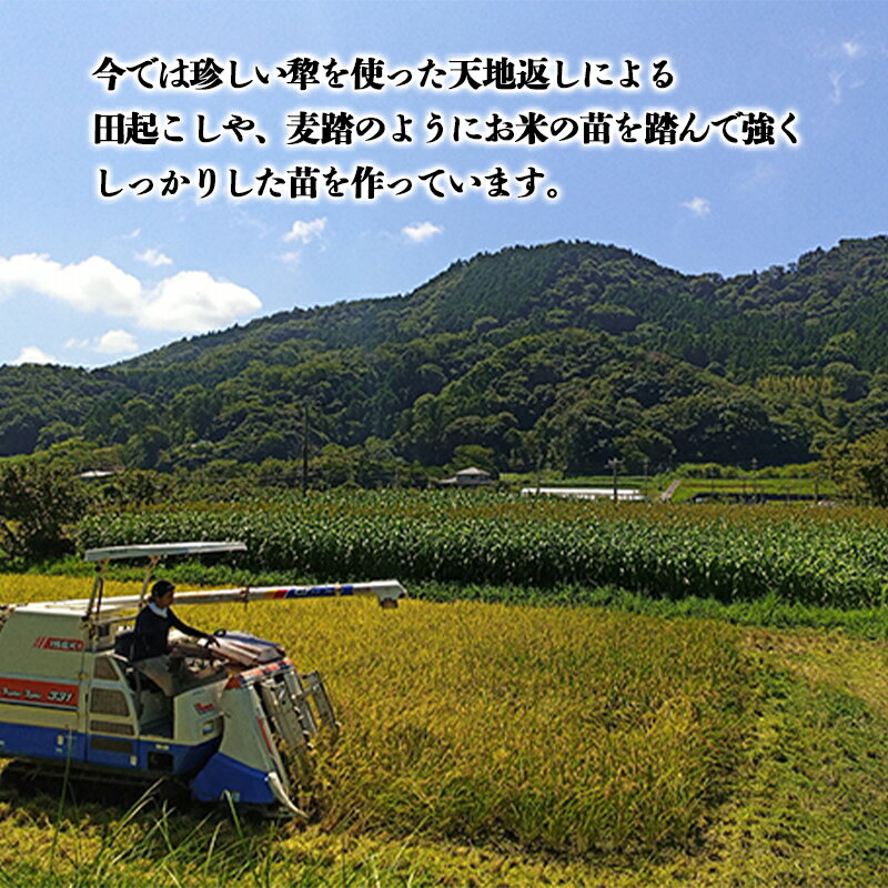 生産者のこだわりがお米一粒一粒にぎゅっと詰まっています　【ふるさと納税】 令和6年産米 新米 ふさおとめ 精米 5kg （5kg×1袋）白米 お米 ご飯 米 千葉県 鋸南町 F22X-138