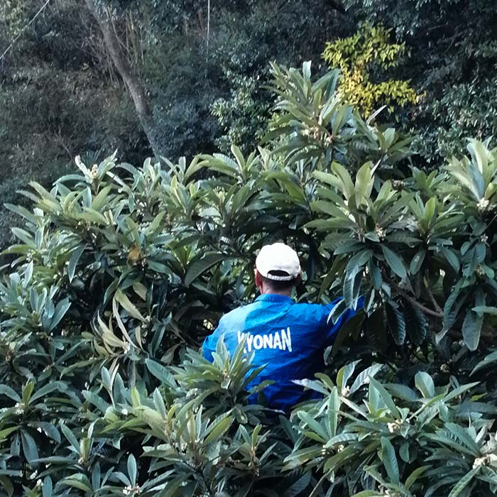 【ふるさと納税】 【2026年度先行予約】 房州びわ L15玉×2箱 ／ ビワ 枇杷 中玉 産地直送 千葉県 特産 フルーツ びわ 果物 F22X-139