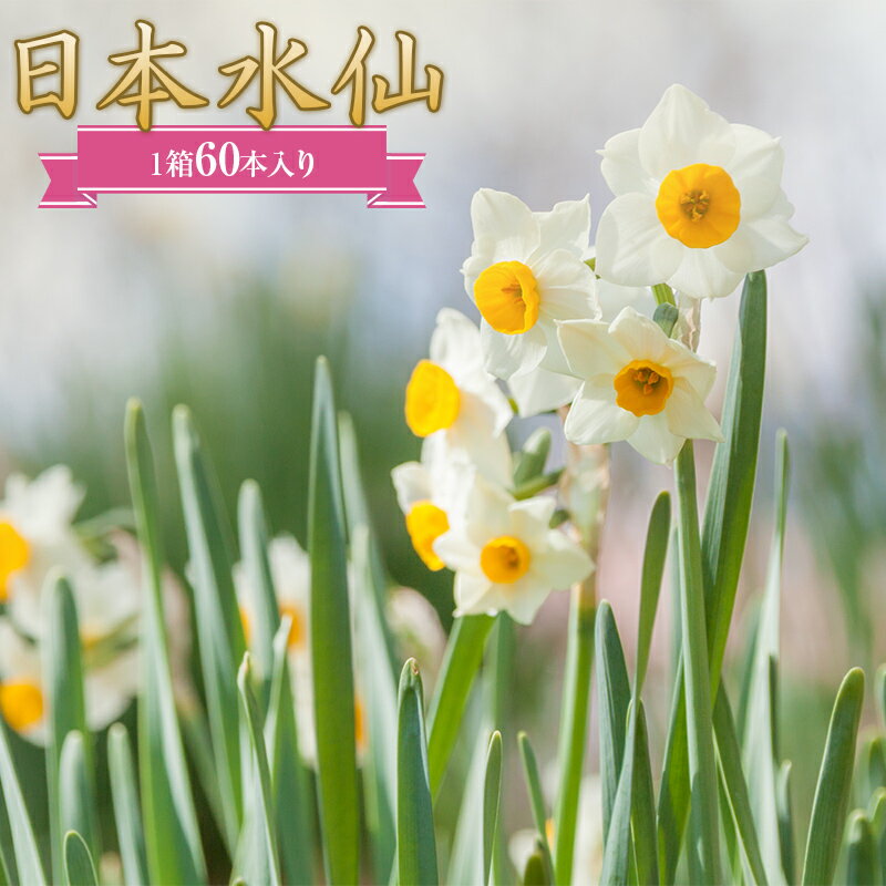 【ふるさと納税】日本水仙（生花）1箱60本入り 花束 ギフト 植物 花 産地直送 千葉県 鋸南町 F22X-145のサムネイル