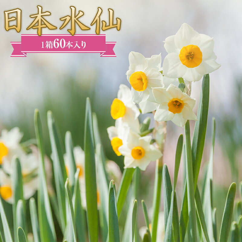 日本水仙(生花)1箱60本入り 花束 ギフト 植物 花 産地直送 千葉県 鋸南町 F22X-145