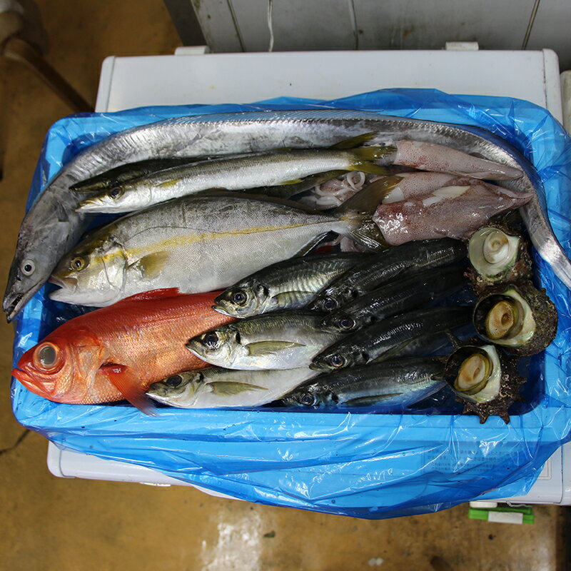 【ふるさと納税】朝獲れ！海の恵みおまかせ詰め合わせセット 2kg 魚介 海鮮 魚 処理済み 千葉県 鋸南町 F22X-114