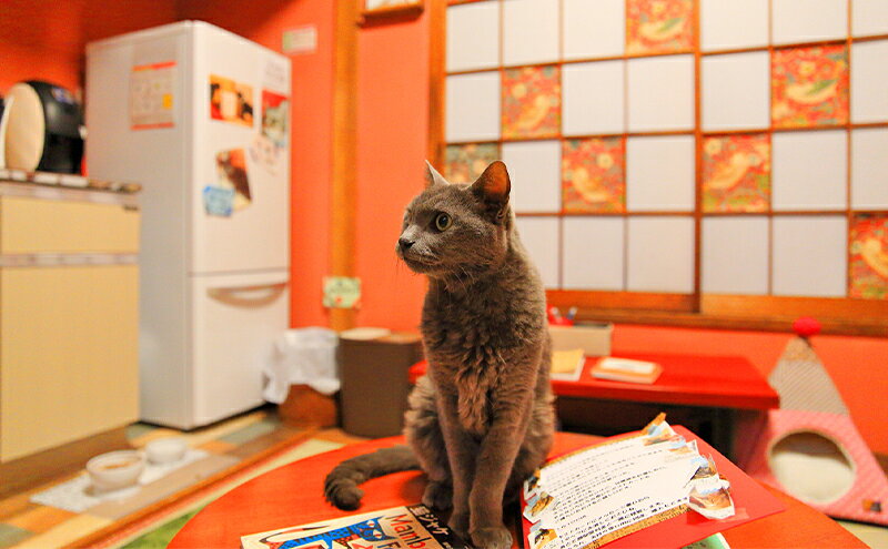 【ふるさと納税】チケット 東京 猫部屋60分利用チケット 1名～4名 猫用おやつ付き 猫 ネコ ねこ カフェ 保護猫カフェ 動物 ふれあい 利用チケット 利用券 体験 商品券 入場券 おやつ 里親 文京区 東京都 f131059-bunkyo-10000100 東京都文京区 サンプル画像2
