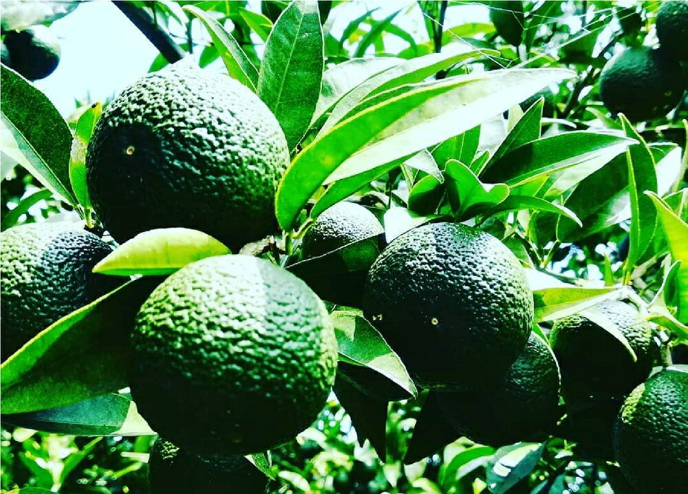 東京都目黒区の画像3