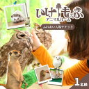 【ふるさと納税】チケット 東京 ふれあい入場チケット 体験 ふくろう 爬虫類 チンチラ フクロモモンガ ハリネズミ ミーアキャット プレーリードッグ フェネック...