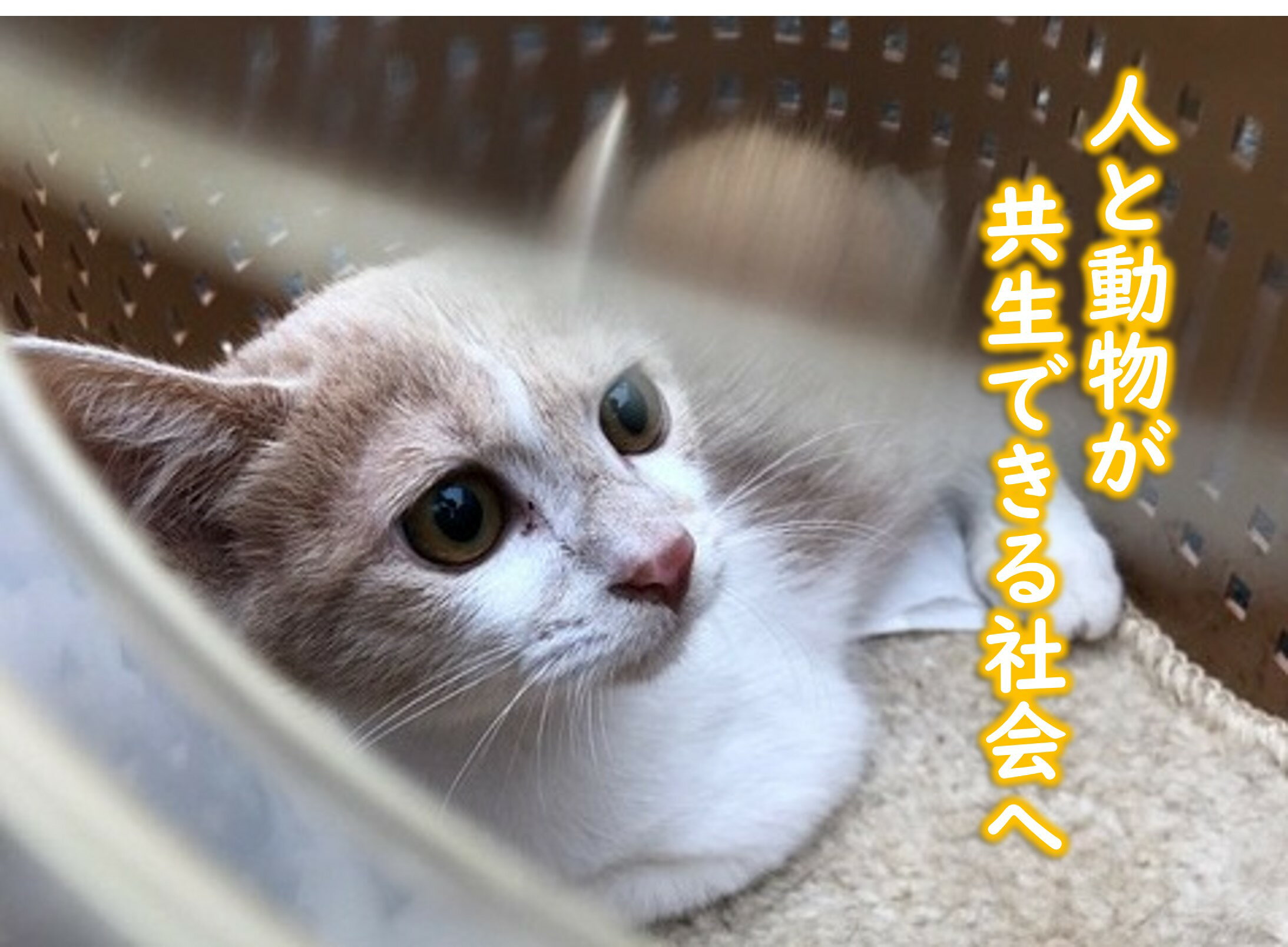 乐天商城 - 【ふるさと納税】人も動物も！ともに幸せに生きられるまちを実現したい！（返礼品はありません）