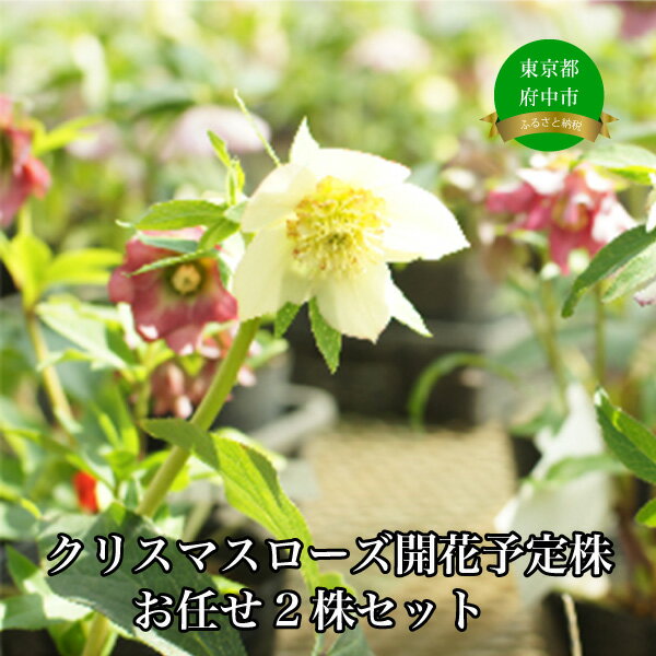 クリスマスローズのパイオニア クリスマスローズ開花予定株お任せ2株セット[花・お花・クリスマスローズ・フラワー]