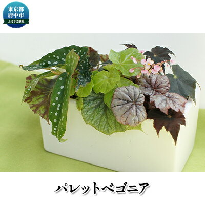 パレットベゴニアの寄せ植え ふるさと納税 植物 ベゴニア お花 東京都府中市 花 観葉植物 東京都府中市 ベゴニアのパイオニア花郷園