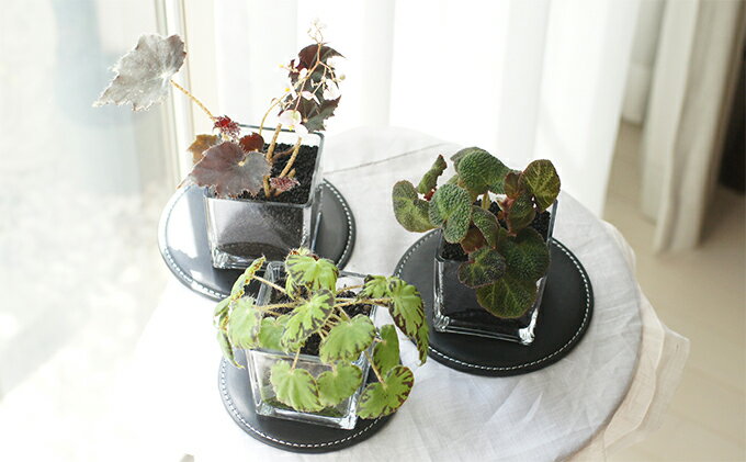 人気 品質保証 ふるさと納税 インテリアプランツ Cubic Begonian 3個セット 植物 雑貨 日用品 ベゴニア インテリア 東京都府中市 人気 品質保証 ふるさと納税 インテリアプランツ Cubic Begonian 3個セット 植物 雑貨 日用品 ベゴニア インテリア 東京都府中市