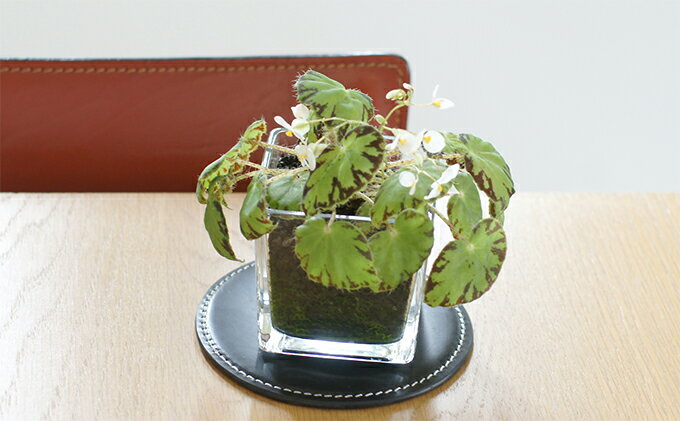 人気 品質保証 ふるさと納税 インテリアプランツ Cubic Begonian 3個セット 植物 雑貨 日用品 ベゴニア インテリア 東京都府中市 人気 品質保証 ふるさと納税 インテリアプランツ Cubic Begonian 3個セット 植物 雑貨 日用品 ベゴニア インテリア 東京都府中市
