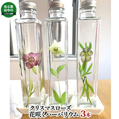 【ふるさと納税】【クリスマスローズの花咲くハ—バリウムお任せ3本セット】【植物・雑貨・クリスマスローズ】