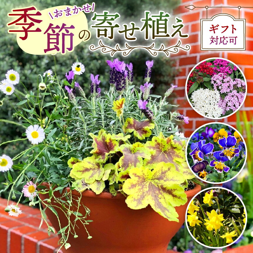 季節 の 寄せ植え ( 内容 おまかせ ) | お花 flower フラワー 花 はな ガーデニング 外用 庭 植物 高品質 一年草 球根 宿根草 お任せ お楽しみ ギフト 誕生日 プレゼント贈り物 鉢 マークスガーデンアート イギリス 英国流 フラワーポット 調布 東京都