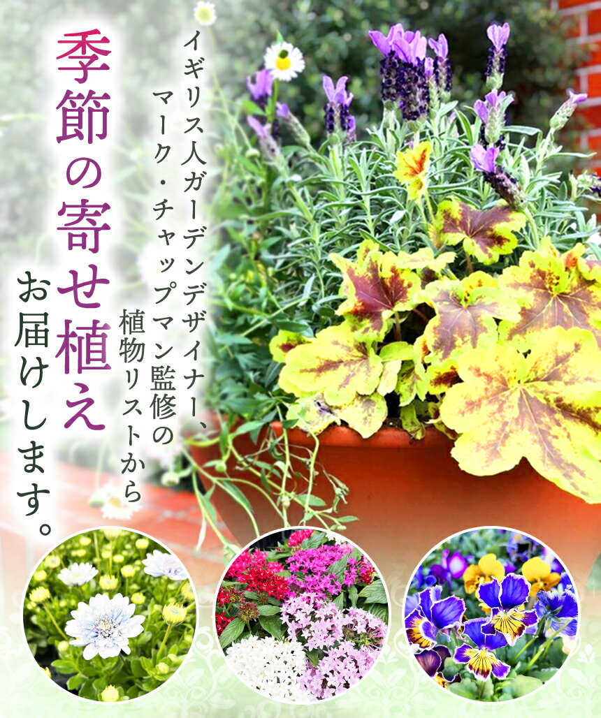 【ふるさと納税】季節 の 寄せ植え ( 内容 おまかせ ) | お花 flower フラワー 花 はな ガーデニング 外用 庭 植物 高品質 一年草 球根 宿根草 お任せ お楽しみ ギフト 誕生日 プレゼント贈り物 鉢 マークスガーデンアート イギリス 英国流 フラワーポット 調布 東京都