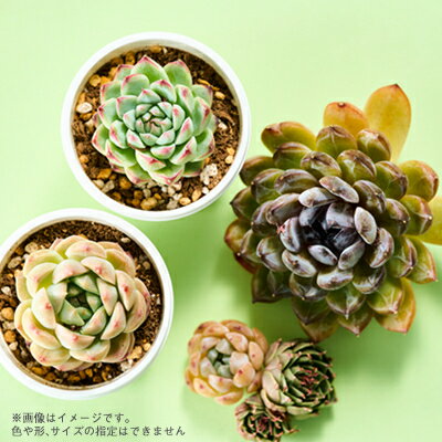 【ふるさと納税】季節のおまかせ多肉植物10苗セット【1394679】