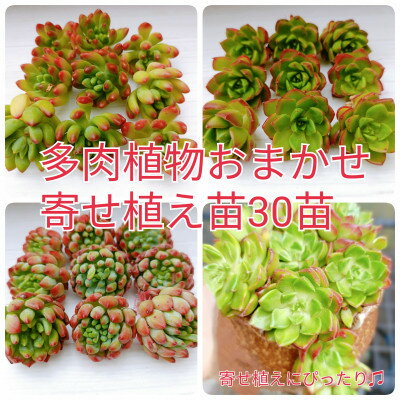 多肉植物 おまかせ 寄せ植え30苗セット