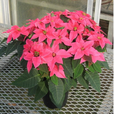 東京都国分寺市の画像2