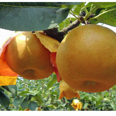 【ふるさと納税】稲城市産　新高梨(にいたかなし) 約3kg(5玉程度)【配送不可地域：離島・北海道・沖縄県・東北・中国・四国・九州】【1546492】のサムネイル