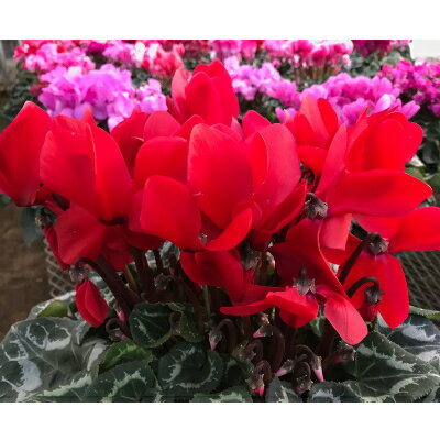 東京都瑞穂町の画像2